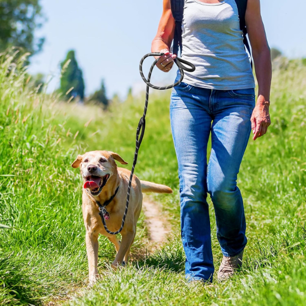 Evcil Hayvan Fitil Gezdirme Tasması 10 mm x 120 cm