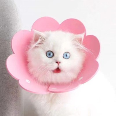 Evcil Hayvan S Boy Keçe Elizabeth Yakalığı 