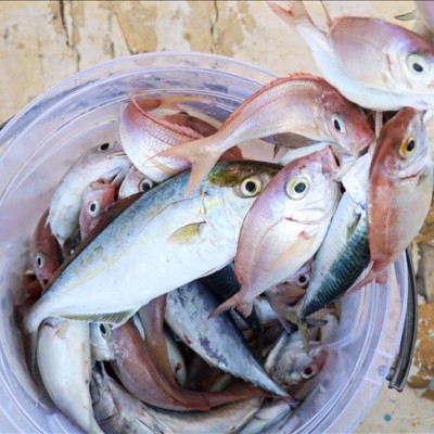 Misina İpi 300 Metre